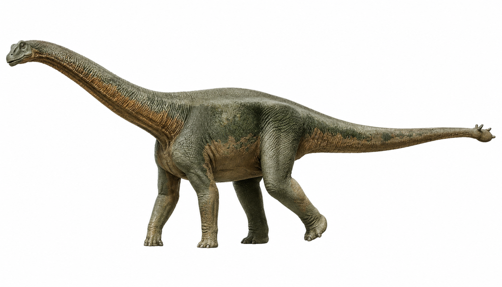Shunosaurus