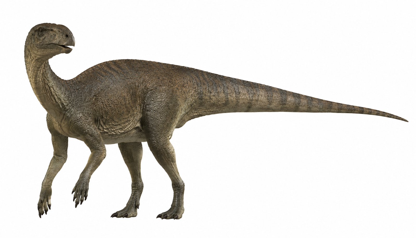 Tenontosaurus