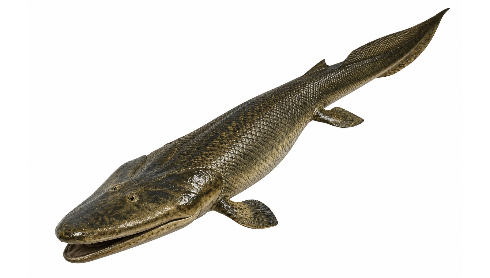 Tiktaalik
