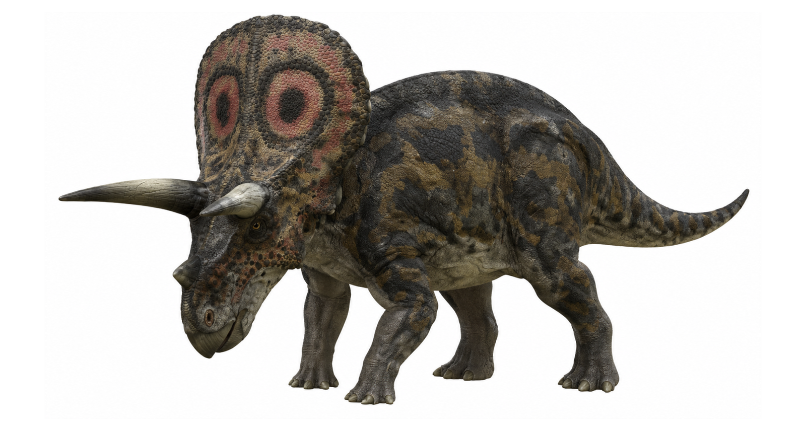 Torosaurus